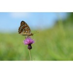 Sony FE 100mm f/2.8 Macro GM Lens (Sony E)